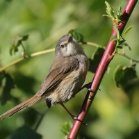 Prinia myszata - Prinia subflava - Tawny-flanked Prinia