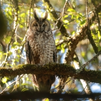 Uszatka etiopska - Asio abyssinicus - African Long-eared Owl