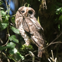 Puszczyk pręgowany - Strix woodfordii - African Wood Owl