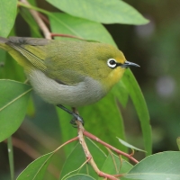 Szlarnik białooki - Zosterops poliogastrus - Broad-ringed White-eye