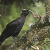 Kruk grubodzioby - Corvus crassirostris - Thick-billed Raven