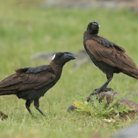 Kruk grubodzioby - Corvus crassirostris - Thick-billed Raven