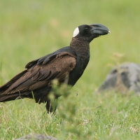 Kruk grubodzioby - Corvus crassirostris - Thick-billed Raven