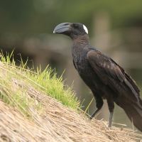 Kruk grubodzioby - Corvus crassirostris - Thick-billed Raven