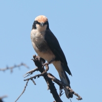 Białoczub białorzytny - Eurocephalus rueppelli - Northern White-crowned Shrike