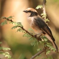 Białoczub białorzytny - Eurocephalus rueppelli - Northern White-crowned Shrike