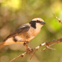 Białoczub białorzytny - Eurocephalus rueppelli - Northern White-crowned Shrike