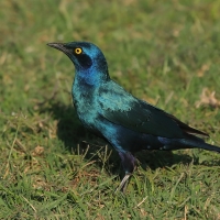 Błyszczak stalowy - Lamprotornis chalybaeus - Greater Blue-eared Starling