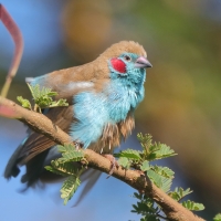 Motylik krasnouchy - Uraeginthus bengalus - Red-cheeked Cordon-bleu