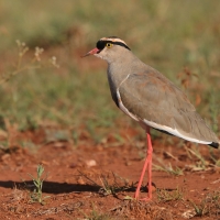 Czajka koroniasta - Vanellus coronatus - Crowned Lapwing