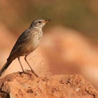 Świergotek gładki - Anthus leucophrys - Plain-backed Pipit