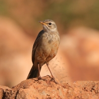 Świergotek gładki - Anthus leucophrys - Plain-backed Pipit