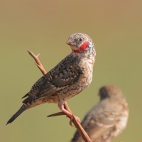 Amadyna obrożna - Amadina fasciata - Cut-throat Finch