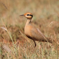 Rączak mały - Cursorius temminckii - Temminck's Courser