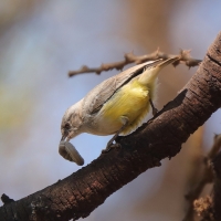 Popielatka żółtobrzucha - Eremomela icteropygialis - Yellow-bellied Eremomela
