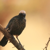 Błyszczak białogłowy - Lamprotornis albicapillus - White-crowned Starling
