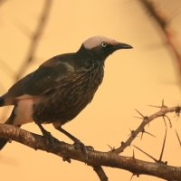 Błyszczak białogłowy - Lamprotornis albicapillus - White-crowned Starling