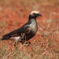 Błyszczak białogłowy - Lamprotornis albicapillus - White-crowned Starling