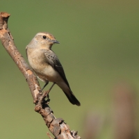 Białorzytka płowa - Oenanthe isabellina - Isabelline Wheatear