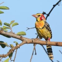 Brodal czerwonouchy - Trachyphonus erythrocephalus - Red-and-yellow Barbet