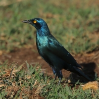 Błyszczak stalowy - Lamprotornis chalybaeus - Greater Blue-eared Starling