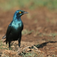 Błyszczak stalowy - Lamprotornis chalybaeus - Greater Blue-eared Starling