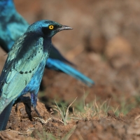 Błyszczak stalowy - Lamprotornis chalybaeus - Greater Blue-eared Starling