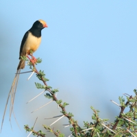 Wdówka płowosterna - Vidua fischeri - Straw-tailed Whydah