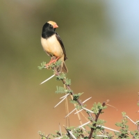 Wdówka płowosterna - Vidua fischeri - Straw-tailed Whydah