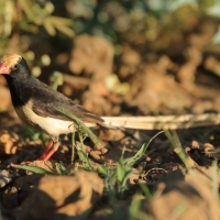 Wdówka płowosterna - Vidua fischeri - Straw-tailed Whydah