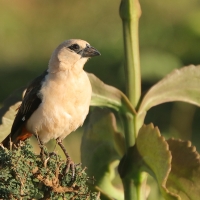 Bawolik białogłowy - Dinemellia dinemelli - White-headed Buffalo Weaver