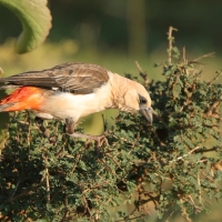 Bawolik białogłowy - Dinemellia dinemelli - White-headed Buffalo Weaver