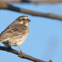 Afrokulczyk etiopski - Crithagra reichenowi - Reichenow's Seedeater