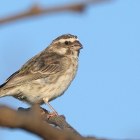 Afrokulczyk etiopski - Crithagra reichenowi - Reichenow's Seedeater