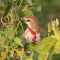 Dzierzbik czerwonogardły - Rhodophoneus cruentus - Rosy-patched Bush-shrike