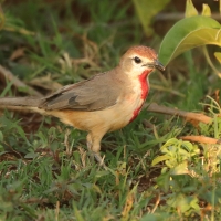 Dzierzbik czerwonogardły - Rhodophoneus cruentus - Rosy-patched Bush-shrike