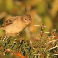 Wróbel ubogi - Gymnoris pyrgita - Yellow-spotted Petronia