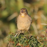 Wróbel ubogi - Gymnoris pyrgita - Yellow-spotted Petronia