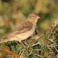 Wróbel ubogi - Gymnoris pyrgita - Yellow-spotted Petronia