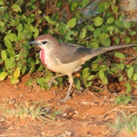 Dzierzbik czerwonogardły - Rhodophoneus cruentus - Rosy-patched Bush-shrike