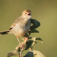 Chwastówka stokowa - Cisticola bodessa - Boran Cisticola