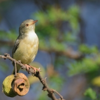 Akacjówek - Phyllolais pulchella - Buff-bellied Warbler
