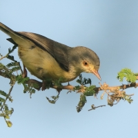 Akacjówek - Phyllolais pulchella - Buff-bellied Warbler