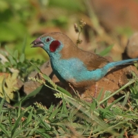 Motylik krasnouchy - Uraeginthus bengalus - Red-cheeked Cordon-bleu