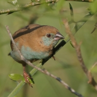 Motylik krasnouchy - Uraeginthus bengalus - Red-cheeked Cordon-bleu