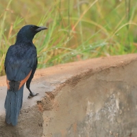 Czarnotek rudoskrzydły - Onychognathus morio - Red-winged Starling