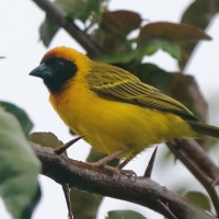 Wikłacz akacjowy - Ploceus vitellinus - Vitelline Masked-Weaver