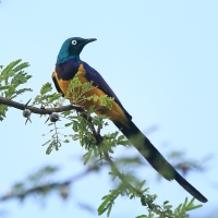 Błyszczak królewski - Lamprotornis regius - Golden-breasted Starling