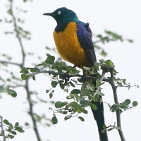 Błyszczak królewski - Lamprotornis regius - Golden-breasted Starling