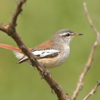 Drozdówka jasna - Cercotrichas leucophrys - White-browed Scrub Robin